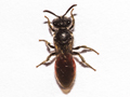 Sphecodes ephippius